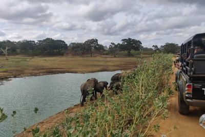 Yala National Park Safari from Koggala Yala National Park Safari from Koggala