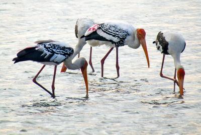 Birdwatching in Jaffna Lagoon Birdwatching in Jaffna Lagoon