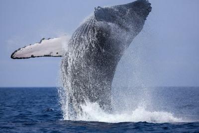 Whale Watching Boat Tour from Balapitiya Whale Watching Boat Tour from Balapitiya