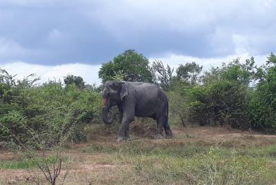 Visit Jeep Safari at Minneriya National Park From Kandy Visit Jeep Safari at Minneriya National Park From Kandy