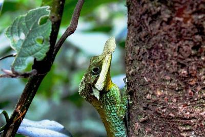 Hiking in the Knuckles Range with our expert guides. Hiking in the Knuckles Range with our expert guides.