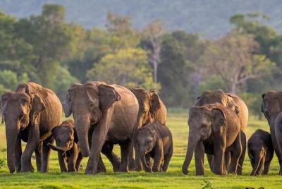 Jeep Safari In a National park