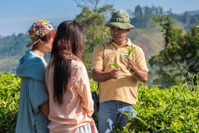 The Ceylon Tea Story – The Authentic Experience The Ceylon Tea Story – The Authentic Experience