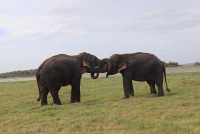 Kandy City Walks Relaxing City Tour  Kandy City Walks Relaxing City Tour