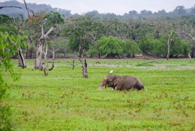 Wilpattu Wildlife Safari and Cultural Tour in a day