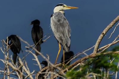Birdwatching in Anawilundawa Sanctuary Birdwatching in Anawilundawa Sanctuary
