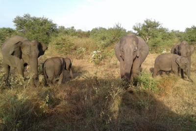 Udawalawe National Park Jeep Safari & Elephant Transit Home- One 