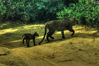 Private Day safari at Wilpattu National Park with Transfers