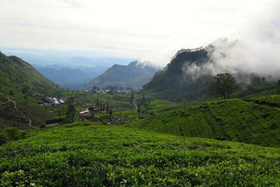 Lipton's Seat and Dambatenna Tea Factory From Haputale - Day Tour