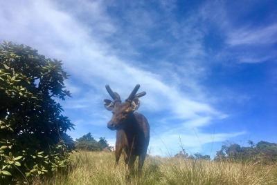 Horton Plains, World Horton Plains, World's End Tour and Tea Factory Tour From Nuwarae