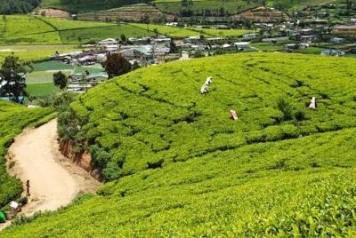 One day Tea factory and Waterfall Tours