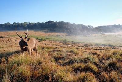 Horton Plains National Park Trekking