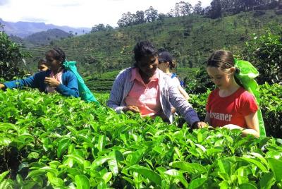 Village Tea, Full-Day Private Tour in Haputale with Lunch