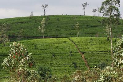 Nuwara Eliya Day tour from Hatton