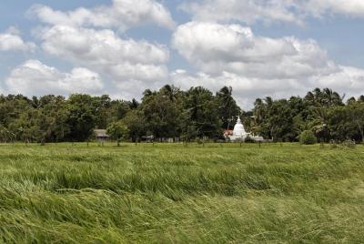 Trekking in Illukpelessa Village from Ella