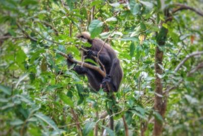 Jeep Safari To Minneriya National Park