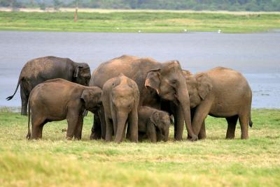 Private Jeep Safari at Minneriya National Park