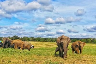 Jeep Safari at Kaudulla National Park Jeep Safari at Kaudulla National Park
