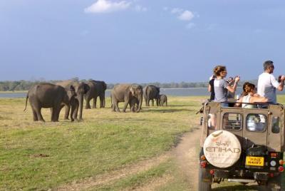 Jeep Safari to Minneriya National Park From Sigiriya.