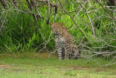 Yala National Park Private Safari Yala National Park Private Safari