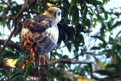Yala National Park Safari by Udara Yala National Park Safari by Udara
