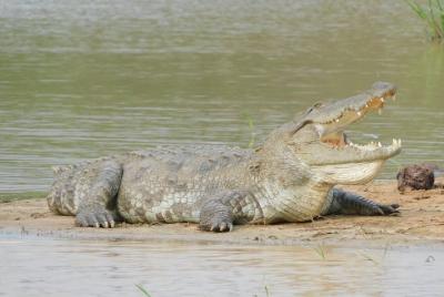 Bundala National park 5 hour safari - 2 sessions Bundala National park 5 hour safari - 2 sessions