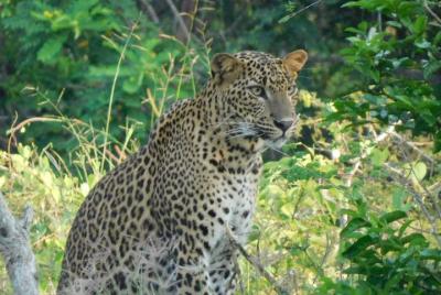 Yala National Park 5 hour Safari Tour - 2 Sessions  Yala National Park 5 hour Safari Tour - 2 Sessions