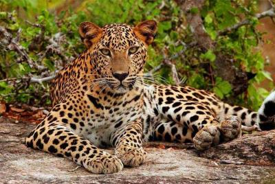 Jeep Safari to Yala National Park With an Expert Of Wild-Life Jeep Safari to Yala National Park With an Expert Of Wild-Life