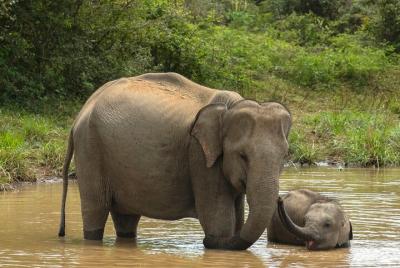 Yala National Park Private Safari Tour Yala National Park Private Safari Tour