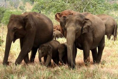 Full Day Shared Safari at Yala National Park by La Safari Inn Tours Full Day Shared Safari at Yala National Park by La Safari Inn Tours