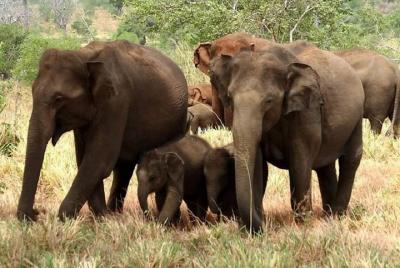 Full Day Shared Safari at Yala National Park by Yala La Safari Tours Full Day Shared Safari at Yala National Park by Yala La Safari Tours