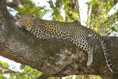 Morning 07 Hour Private Safari at Yala National Park by Yala La Safari Tours Morning 07 Hour Private Safari at Yala National Park by Yala La Safari Tours