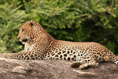 Evening Private Safari at Yala National Park by La Safari Inn Tours Evening Private Safari at Yala National Park by La Safari Inn Tours