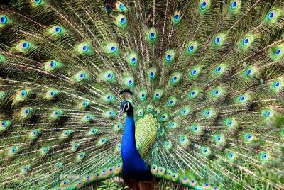 Evening Private Safari at Yala National Park by Yala La Safari Tours Evening Private Safari at Yala National Park by Yala La Safari Tours