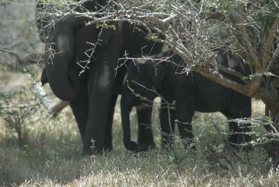 Full Day Safari Tours in Yala National Park  Full Day Safari Tours in Yala National Park