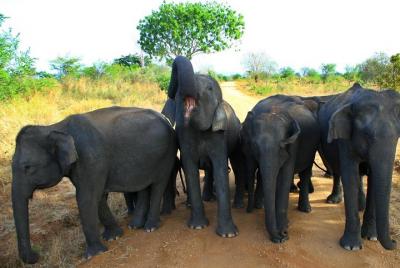 Morning Private Safari at Udawalawa National Park by Yala La Safari Tours Morning Private Safari at Udawalawa National Park by Yala La Safari Tours