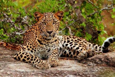 Yala National Park with Experienced Driver/Guide - Private Tour Yala National Park with Experienced Driver/Guide - Private Tour