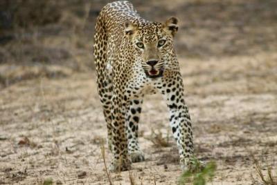 Yala Wild Safari Tours Yala Wild Safari Tours