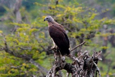 Yala National Park Wildlife Safari Yala National Park Wildlife Safari