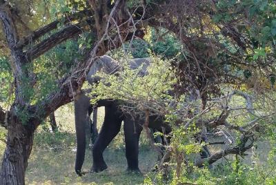 "yala safary" with marvelous experiences with minimum cost