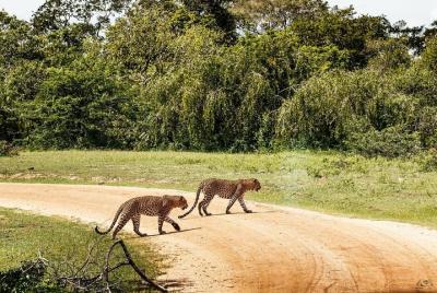 Yala National Park Leopard Tracking Private Safari Yala National Park Leopard Tracking Private Safari