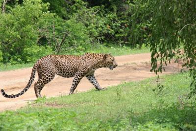 Full day Safari - Yala National Park - 04.30 am to 06.00 pm with - Janaka safari Full day Safari - Yala National Park - 04.30 am to 06.00 pm with - Janaka safari