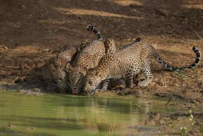 All Inclusive Private Full Day Safari in Yala National Park with Lunch All Inclusive Private Full Day Safari in Yala National Park with Lunch