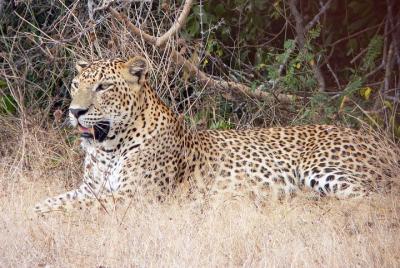 Yala National Park Shared Safari Yala National Park Shared Safari