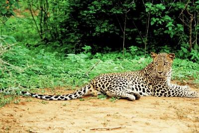 Lunugamvehera National Park Private with Naturalist Lunugamvehera National Park Private with Naturalist