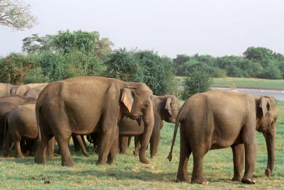 Maduru Oya National Park Private Safari Maduru Oya National Park Private Safari