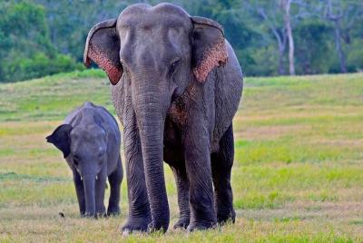 Udawalawe National Park | 3 hour Safari Tour | Elephants Transit Home Udawalawe National Park | 3 hour Safari Tour | Elephants Transit Home