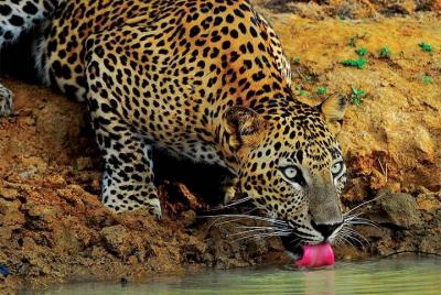Yala Wild Adventure Safari Yala Wild Adventure Safari