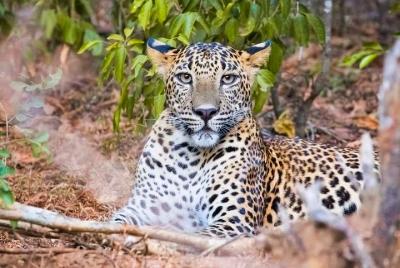 Yala National Park Private Safari with Naturalist Yala National Park Private Safari with Naturalist