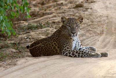 Yala National Park Private Safari Yala National Park Private Safari